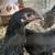 Production Layer Hens ORGANIC 2 months old female pullets COOP READY 5 thumbnail