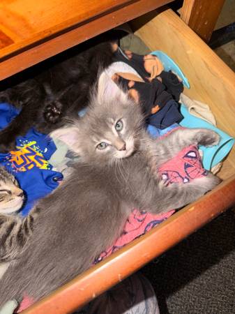 Kittens needing homes 1