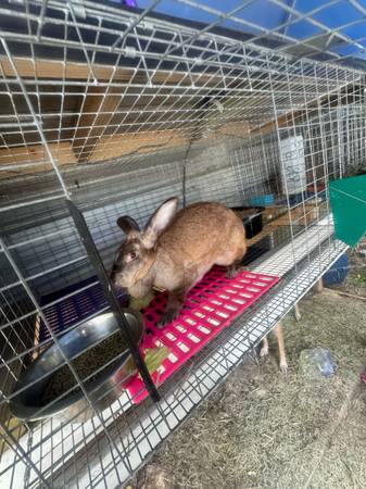 Tamuks rabbits (Silver Springs)63687883432451120
