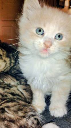 ? Ragdoll/Maine Coon Mix Kittens –Everett, WA ?64293517799171124