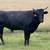 Wagyu Bull 2 thumbnail