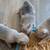 Pom-chi puppies ready for forever homes 2 thumbnail
