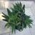 A pot of tiger tooth aloe succulents 2 thumbnail