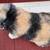 Holland Lop 2 thumbnail