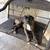 Boxer/cane corso 1 thumbnail