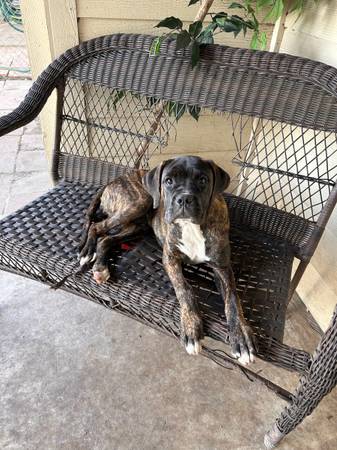 Boxer/cane corso 1