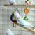 Parakeets 9 thumbnail