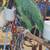 parrot Amazon parrot 5 thumbnail