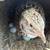 Flight Conditioned Coturnix Quail 6 thumbnail