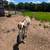 Donkey Pair 5 thumbnail