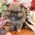 Pomeranian Pumpkins 19 thumbnail