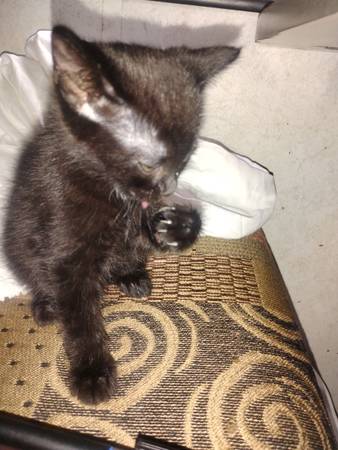 5 weeks old male kitten 100$ (Bronx)63875423444867122