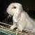 White fluffy mini holland lop bunny 6 thumbnail