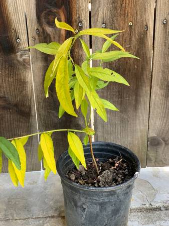 Leafy Yellow Nectarine live fruit tree in 1 Gallon Pot - $15 (san jose north)63471479622659121