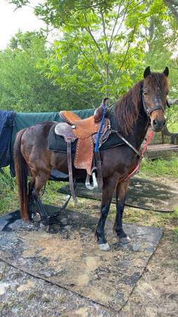 Pony - $1,000 (Perdido)62940364592385122