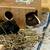 Pair of Guinea Pigs with full setup 2 thumbnail