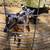 Pair Dwarf Goat kids 3 thumbnail