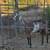 Purebred Nubian female goat 2 thumbnail