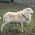 St. Croix starter flock 1 thumbnail