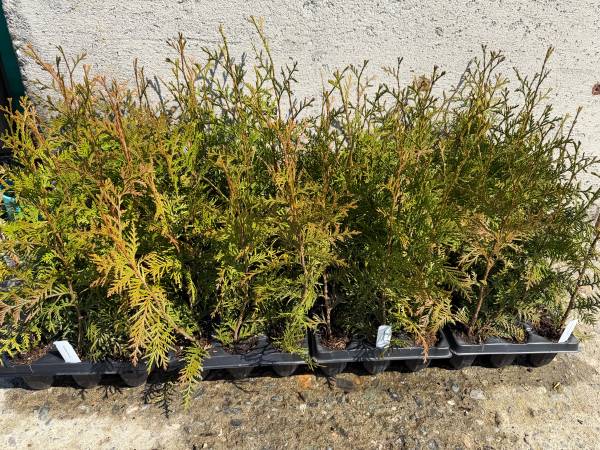 Excelsa Privacy Trees 1