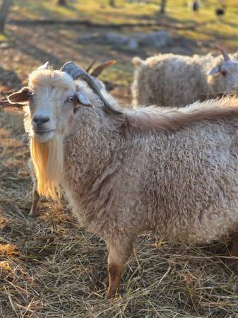American Nigora Buck 1