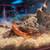 Albino Corn Snake 5 thumbnail