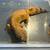 Leopard Gecko 2 thumbnail