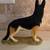 German Shepherd sculpture Excellent condition 2 thumbnail