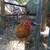 Free Roosters 2 thumbnail