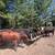 Bred cows 8 thumbnail