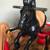 Vintage Today’s Kids Rocking Horse 8 thumbnail