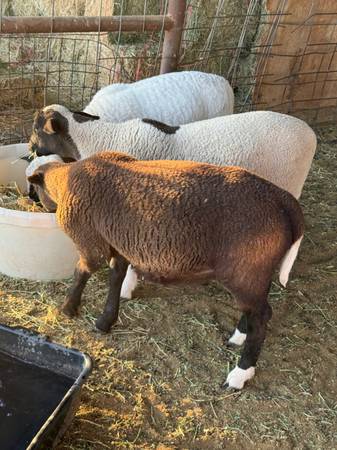 Rams for sale 1
