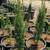 Italian Cypress 10 thumbnail