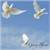 WHITE DOVE RELEASE 2 thumbnail