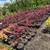 Plants-Japanese Maple Red- Diffrent sizes. 1 thumbnail