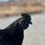 Chickens Ayam cemani 7 thumbnail