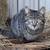 Barn Cats for Rodent Control - Neutered/vaccinated/delivered FREE! 13 thumbnail