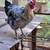 ROOSTER 2 thumbnail