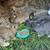 Rabbits 1 thumbnail