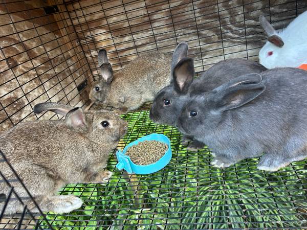 Rabbits 1