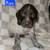 German Short-haired Pointer 9 thumbnail