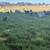 Sheep 3 thumbnail