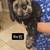 Cockapoo puppies 1 thumbnail