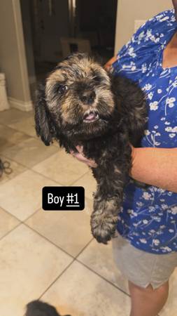 Cockapoo puppies 1