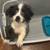 Shitz Tzu pup 1 thumbnail
