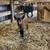 Nigerian Dwarf Wethers 6 thumbnail