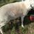 Lambs 1 Ewe, 2 wethers 4 thumbnail
