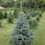LIVE TREES-APPLE-FRUIT-EVERGREEN-HARDWOOD 1 thumbnail