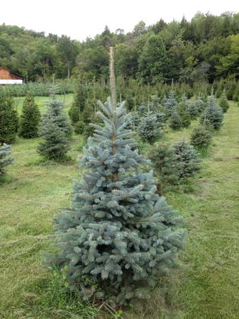 LIVE TREES-APPLE-FRUIT-EVERGREEN-HARDWOOD 1