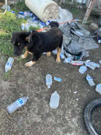 Australian German Shepherd 1